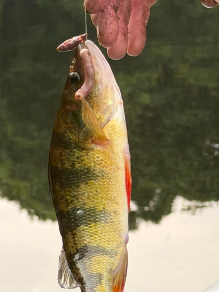 Fishing nearby