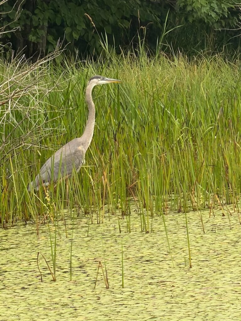 Great Blue Heron